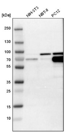 CRMP4 Antibody, Novus Biologicals:Antibodies:Primary Antibodies